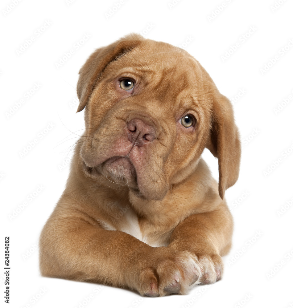 Dogue de Bordeaux puppy, 10 weeks old, lying