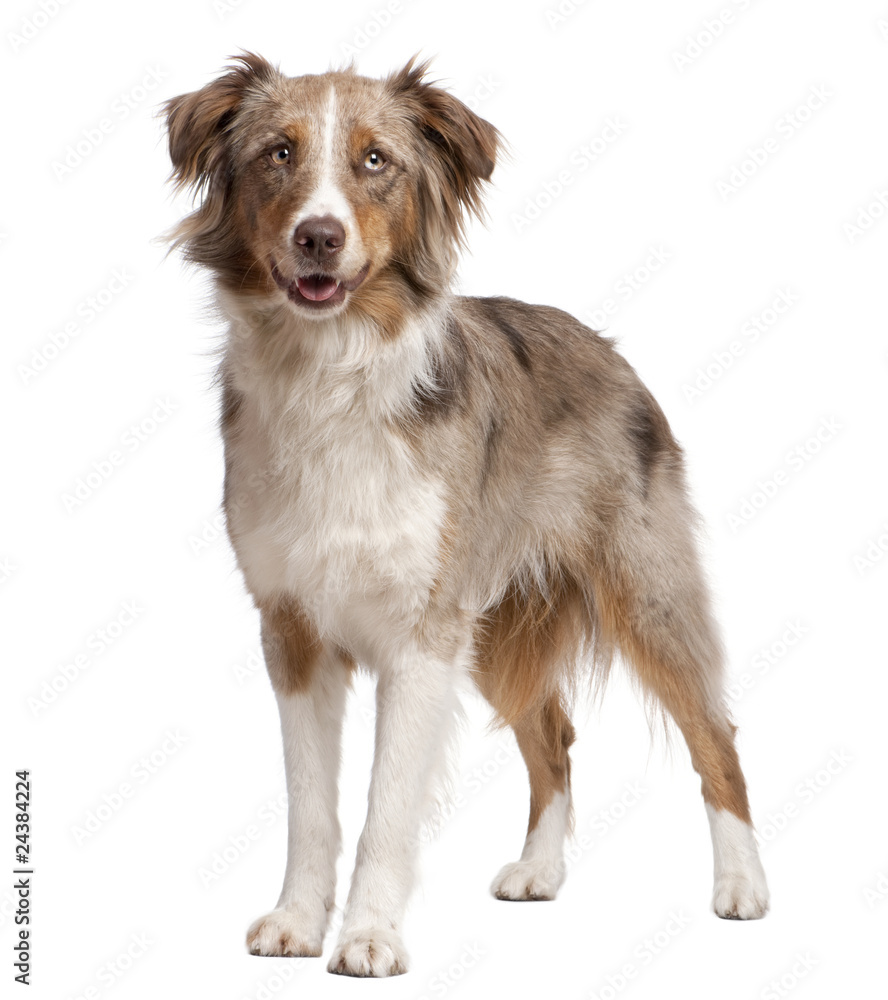 Australian Shepherd dog standing in front of a white background