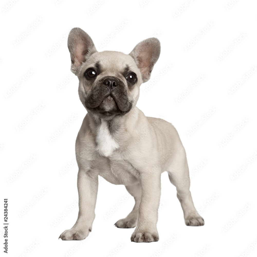 Portrait of French bulldog standing in front of white background