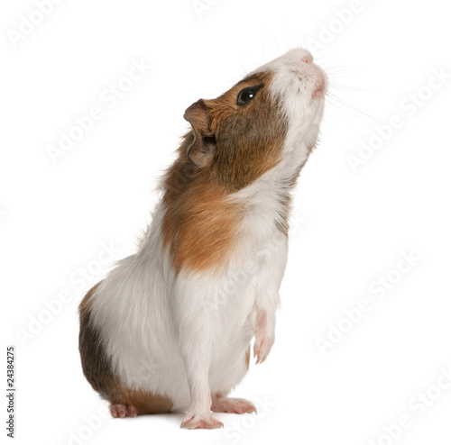 Photos Guinea pig, Cavia porcellus, sniffing in front of white backgrou