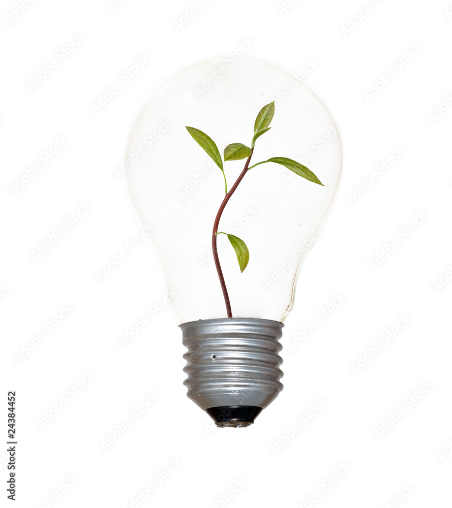 Avocado tree in a lamp Avocado tree in a lamp