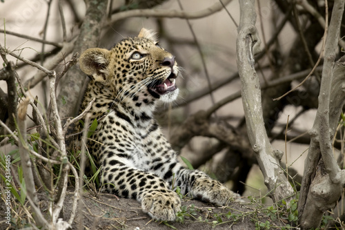 Young leopard in Serengeti  Tanzania  Africa