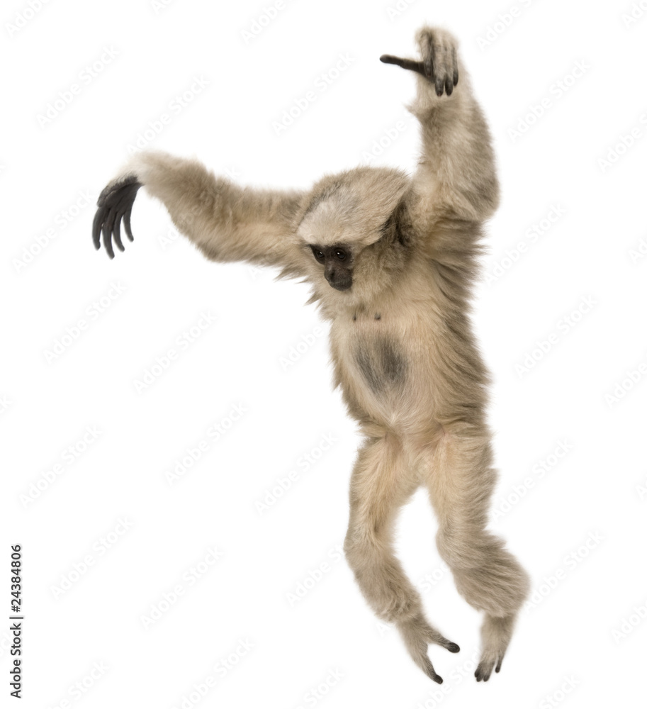 Fototapeta premium Young Pileated Gibbon, Hylobates Pileatus, 1 year old, leaping