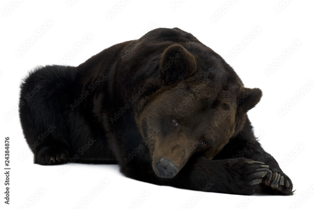 Fototapeta premium Siberian Brown Bear, 12 years old, lying