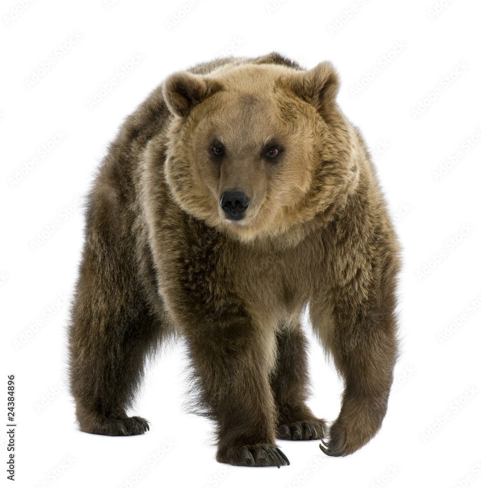 Fototapeta premium Brown Bear, 8 years old, walking in front of white background