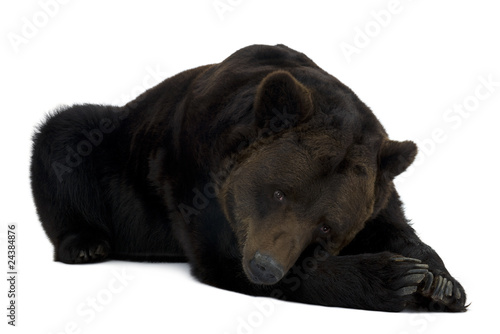 Siberian Brown Bear, 12 years old, lying © Eric Isselée