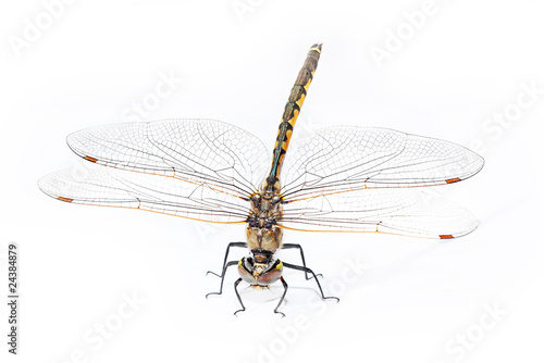 Dragonfly