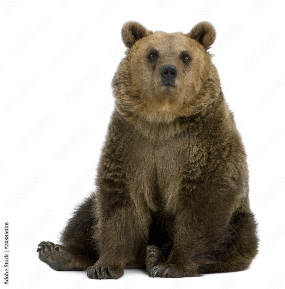 Obraz premium Brown Bear, 8 years old, sitting in front of white background