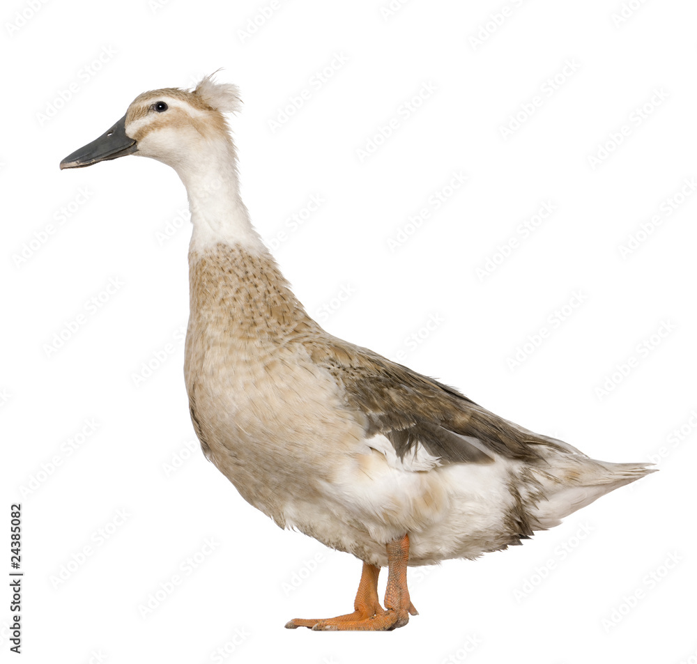 Female Crested Duck, 3 years old, standing Female Crested Duck, 3 years old, standing