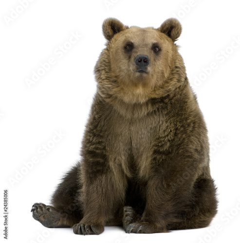 Brown Bear, 8 years old, sitting in front of white background