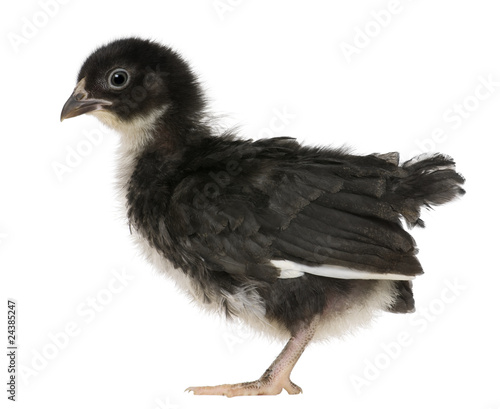 Chick, 3 weeks old, standing in front of white background