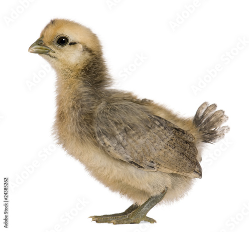 Chick, 3 weeks old, standing in front of white background