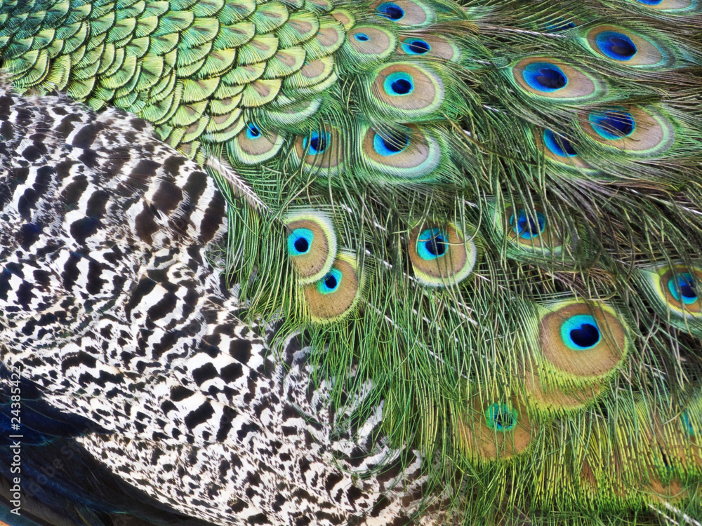 Fototapeta premium Peacock feathers