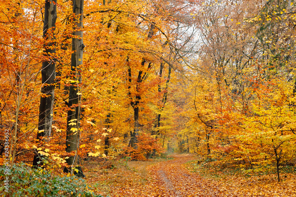 Obraz premium Autumnal forest