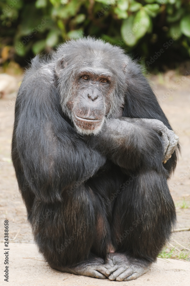 Chimpanzee Chimpanzee