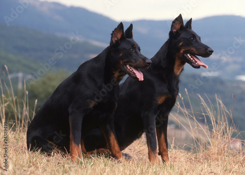 Fototapeta Naklejka Na Ścianę i Meble -  deux bergers de Beauce assis de profil