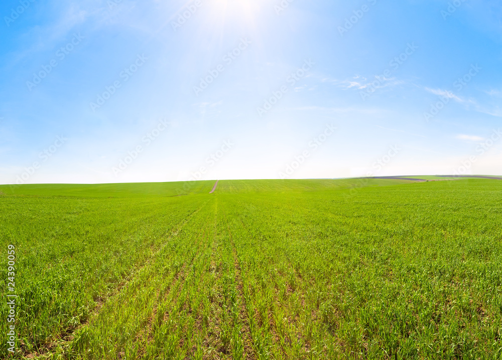 Spring field with blue sky and sunshine Spring field with blue sky and sunshine