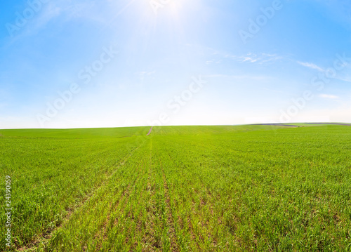 Spring field with blue sky and sunshine