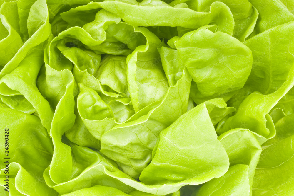 Hydroponic Lettuce Closeup Hydroponic Lettuce Closeup