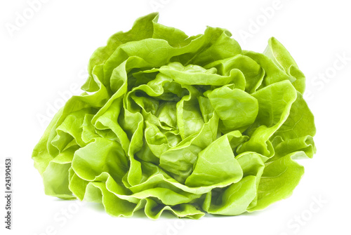 Head of Hydroponic Lettuce