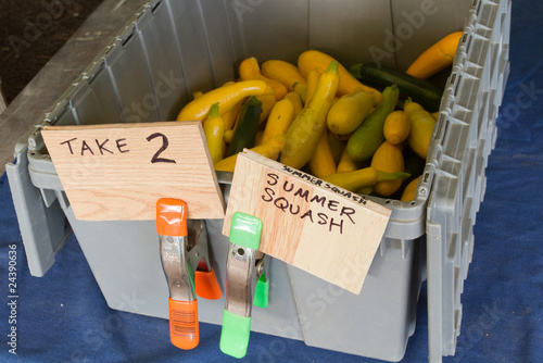 Yellow Summer Squash at the CSA