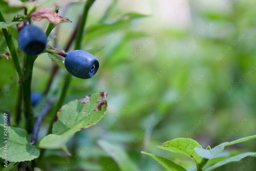 Berries of a bilberry with leaves in wood