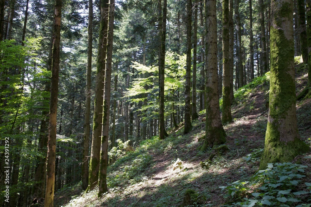 Obraz premium foresta camaldolese