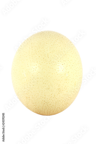 Big ostrich egg