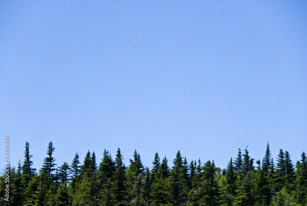 Trees and Blue Sky