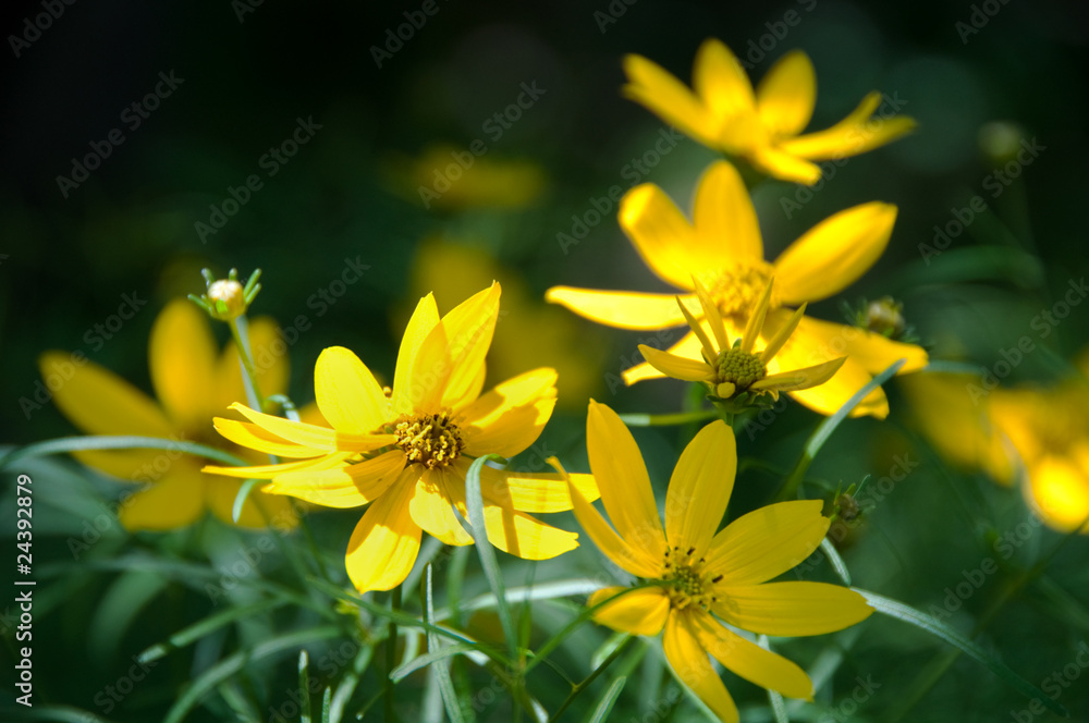 Yellow Flowers in Summertime Yellow Flowers in Summertime