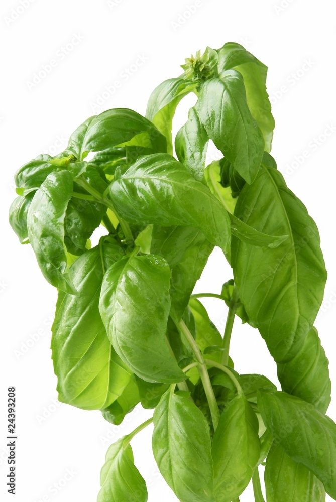 basil herb basil herb