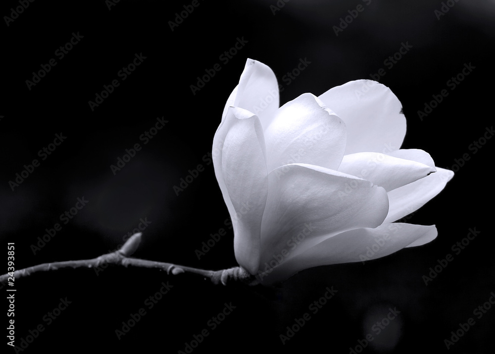 Naklejka premium B&W image of a magnolia flower.