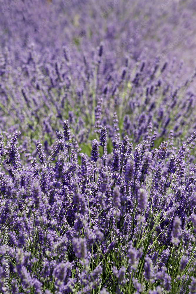 Obraz premium Lavanda