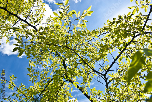 Leaves and blue sky