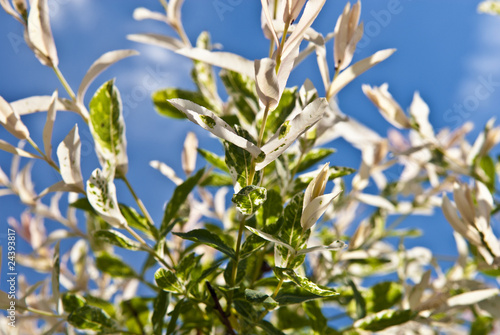 Leaves and blue sky