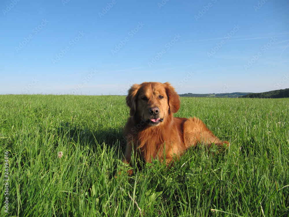 Golden Retriever im Gras Golden Retriever im Gras
