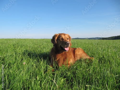 Golden Retriever im Gras
