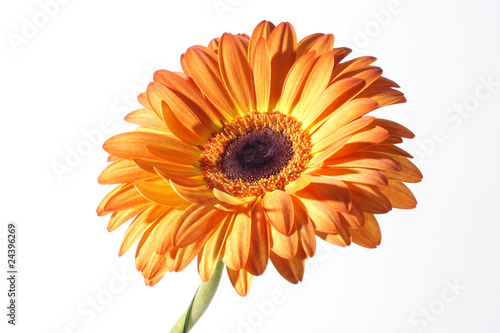 Orange flower