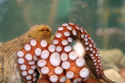 oktopus