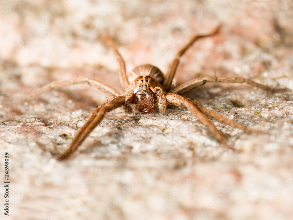 Facing spider on a rock