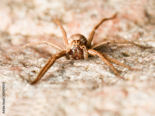 Facing spider on a rock