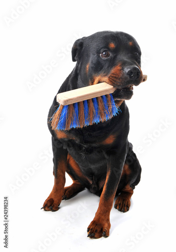 rottweiler et balayette photo