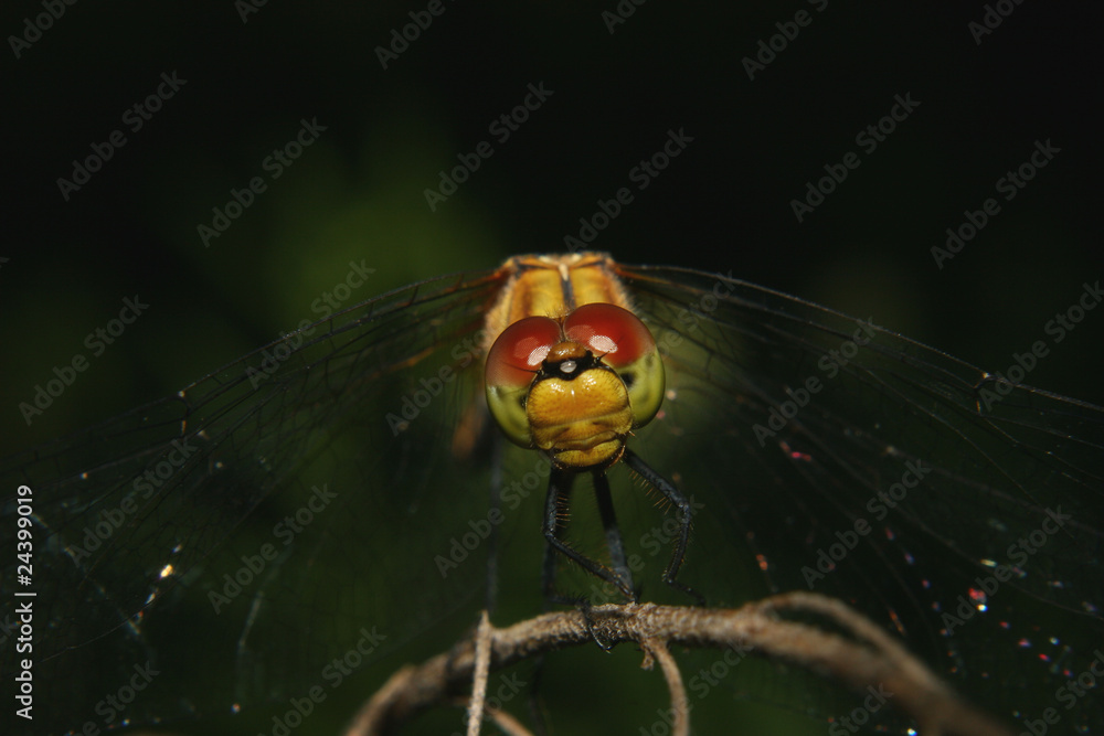 Grosse Heidelibelle (Sympetrum striolatum) Grosse Heidelibelle (Sympetrum striolatum)