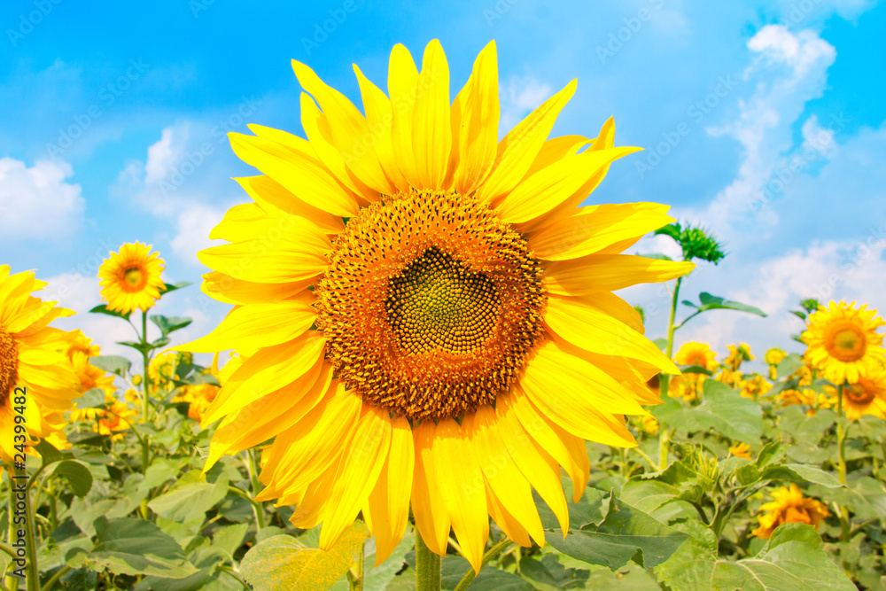 Sunflower field Sunflower field