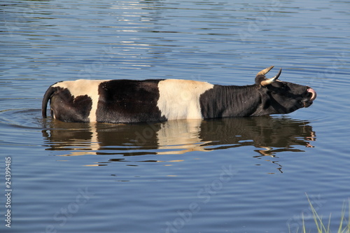   корова в воде