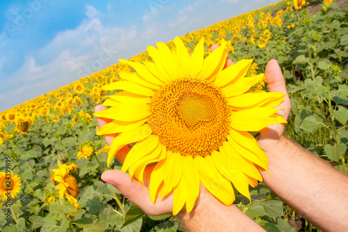 Sunflower in palms