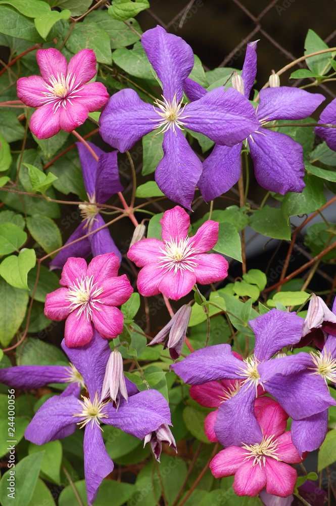 Blaue und rubinrote Clematis - Blüten und Blätter Blaue und rubinrote Clematis - Blüten und Blätter