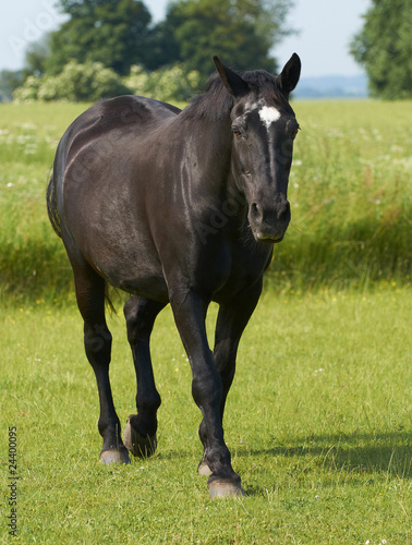 Horse (domestic) © dennisjacobsen