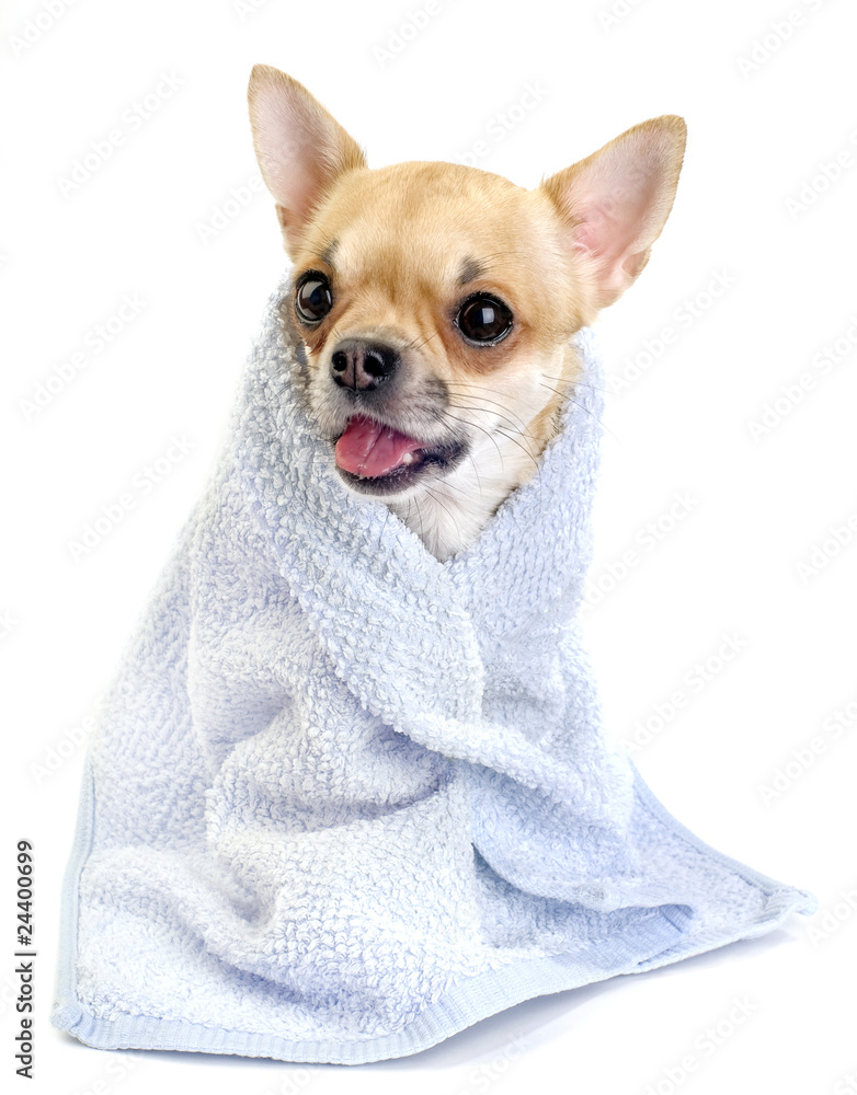 funny chihuahua  with blue towel isolated