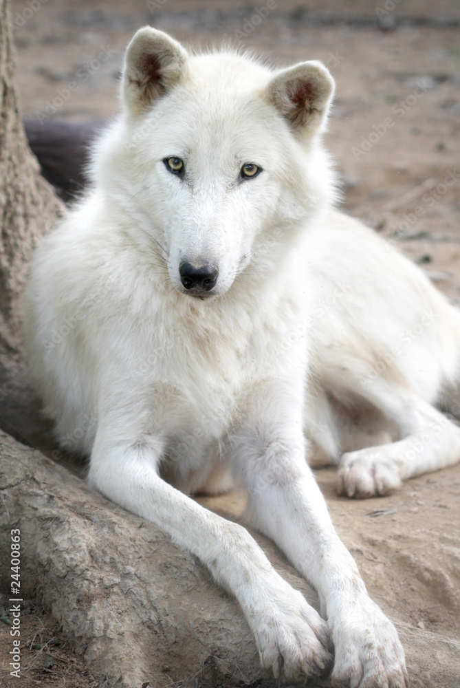 White Arctic Wolf White Arctic Wolf